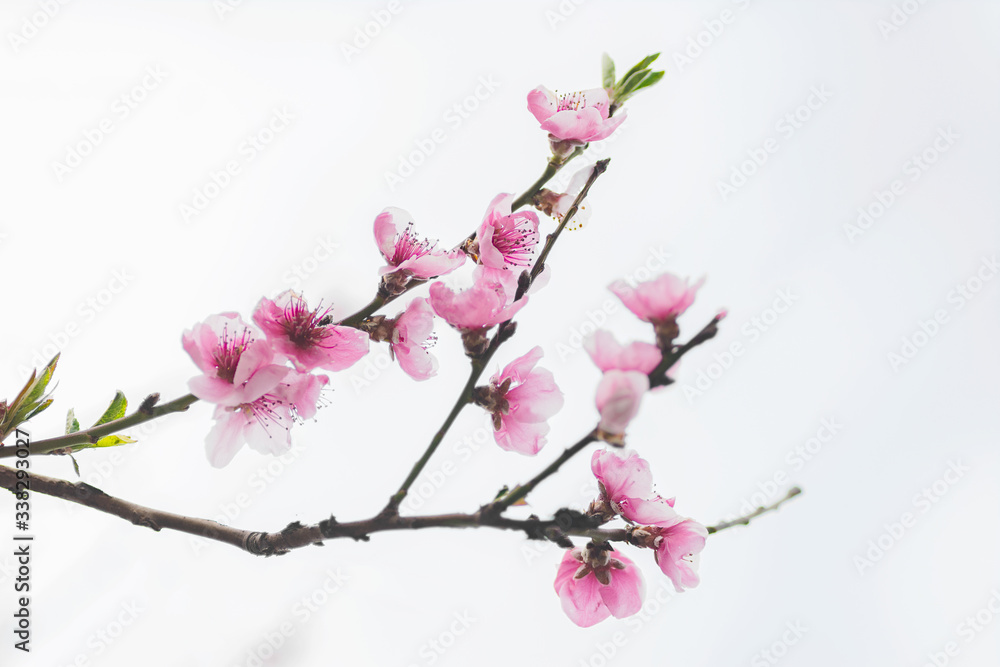 beginning of spring blooming downy peach buds pink colors. selective focus beginning of spring blooming downy peach buds pink colors. selective focus