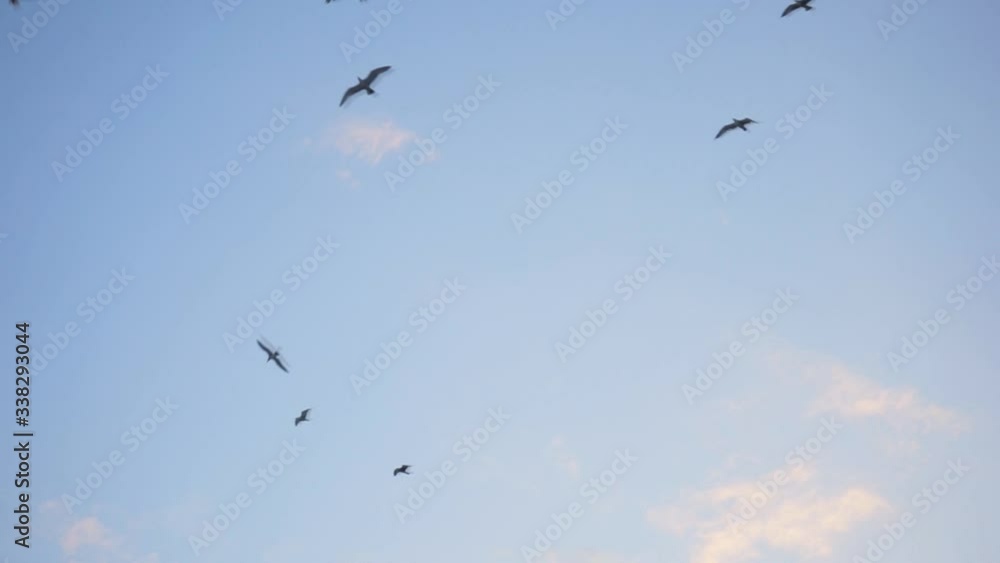 Seagulls flying against the blue sky. Flock of birds floating on air currents of wind. Seagulls flying against the blue sky. Flock of birds floating on air currents of wind.