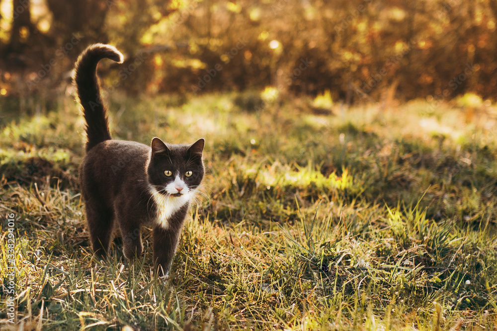 A serious black and white cat with yellow eyes and a long tail makes its way among the green grass against the backdrop of a summer sunset.Free space for text. Greeting card. Adorable cats concept