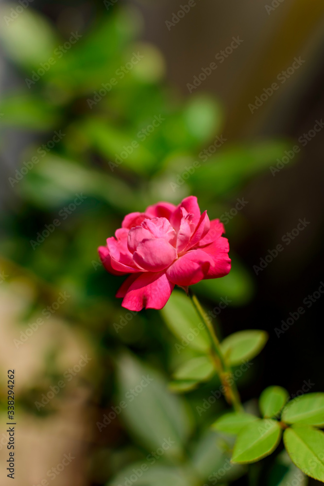 flowers with its branches and leaves