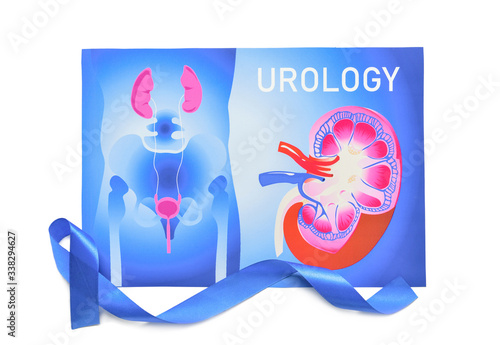 Picture of urogenital syste...