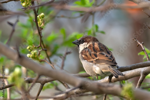 Sparrow bird sitting on tree branch