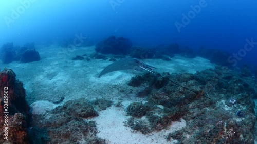 fast swimming ray fish underwater stingray swim on sand relaxing ocean scenery of animal photo