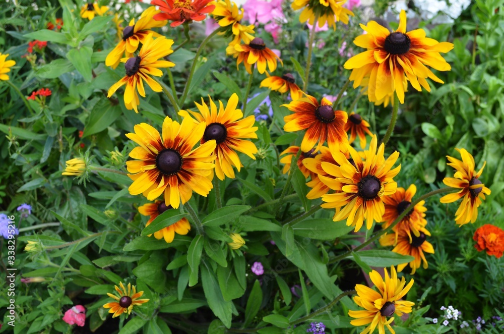 yellow flowers in the garden yellow flowers in the garden