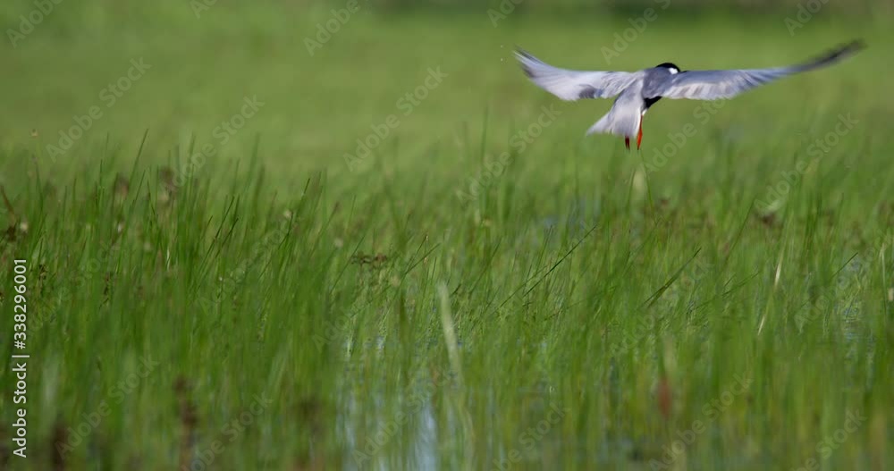 The whiskered tern (Chlidonias hybrida) on the flooded floodplain in Lonjsko polje, Croatia The whiskered tern (Chlidonias hybrida) on the flooded floodplain in Lonjsko polje, Croatia