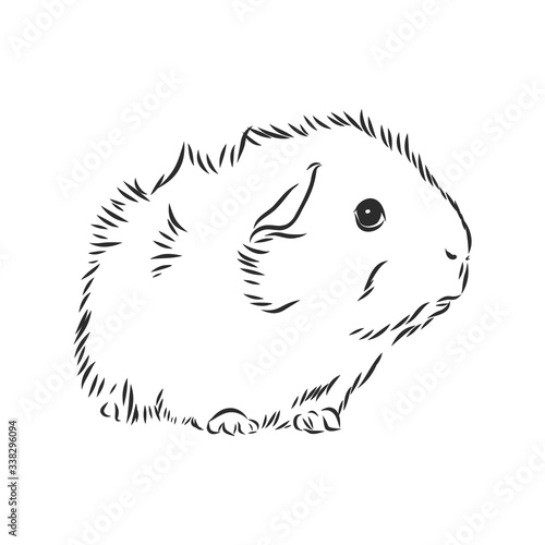 cute Guinea pig, pet, vector sketch illustration