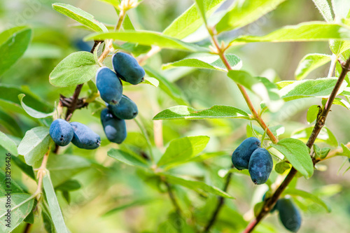 Honeysuckle branch with ripe blue berries.