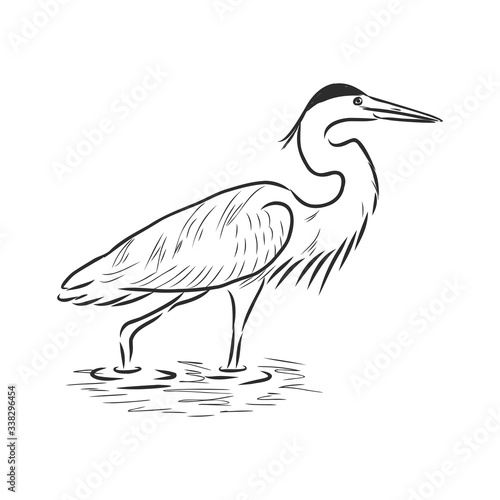 beautiful Heron, wild wading bird, vector sketch illustration