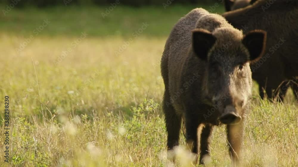 Beautiful View of Wild Boar Eating in a Field of Grass With Herd in the Background During Sunset Beautiful View of Wild Boar Eating in a Field of Grass With Herd in the Background During Sunset