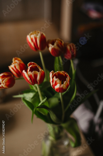 red tulips in a vase on a dark background © Ольга Иванова