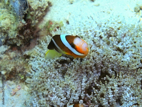 The amazing and mysterious underwater world of Indonesia  North Sulawesi  Manado  clownfish