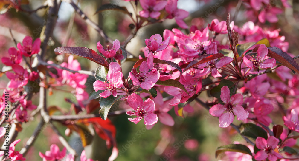 Gros plan sur rameaux d'un pommier d'ornement (Malus Coccinella) ou pommier japonais aux bouquets de fleurs rose-violacé et feuillage rouge-pourpré à vert sombre Gros plan sur rameaux d'un pommier d'ornement (Malus Coccinella) ou pommier japonais aux bouquets de fleurs rose-violacé et feuillage rouge-pourpré à vert sombre