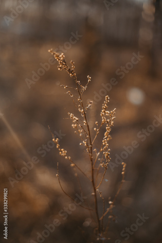 a branch of dry grass against the background of the setting sun