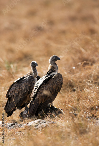 A Vulture is a large scavenging bird