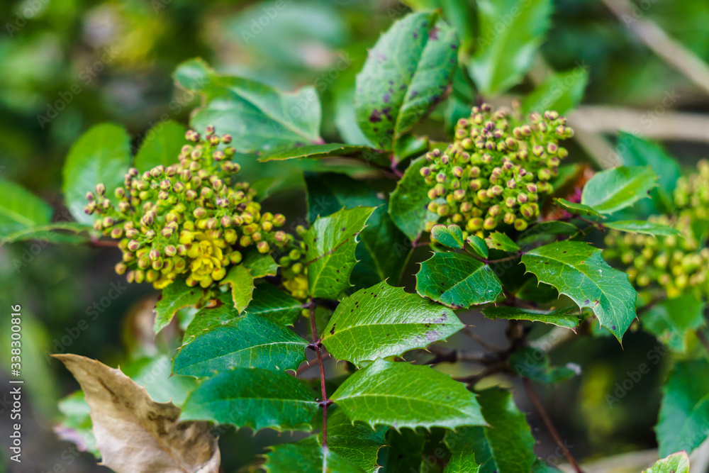 Branch of Oregon-grape with yellow buds in early spring. Branch of Oregon-grape with yellow buds in early spring.