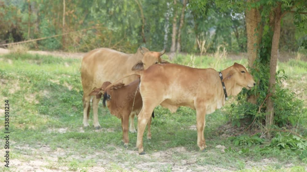cows in farmland. cows in farmland.