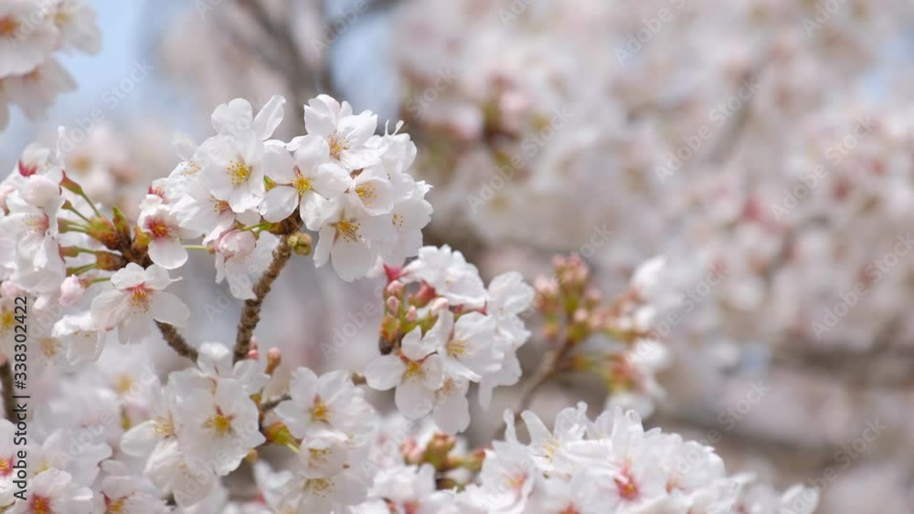動画素材: 桜の花 ソメイヨシノ クローズアップ 動画素材: 桜の花 ソメイヨシノ クローズアップ