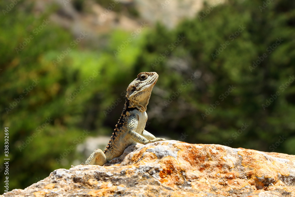 An iguana basks on a rock. Summer wildlife. An iguana basks on a rock. Summer wildlife.