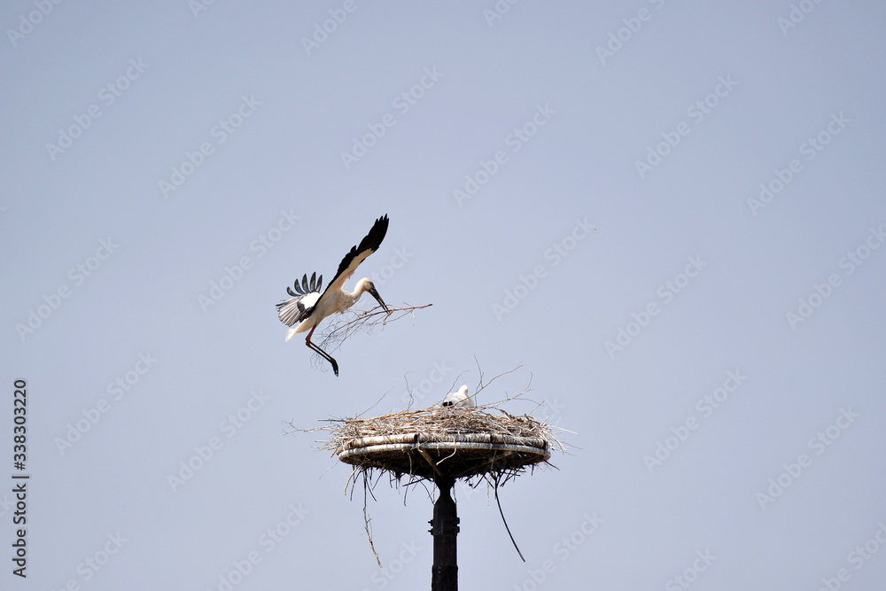 Stork in Gwangsi-myeon, Yesan-gun, South Korea. Stork in Gwangsi-myeon, Yesan-gun, South Korea.