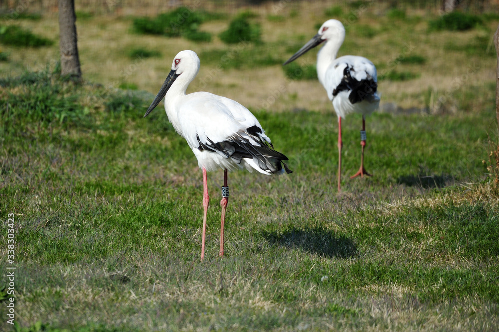 Fototapeta premium Stork in Gwangsi-myeon, Yesan-gun, South Korea.