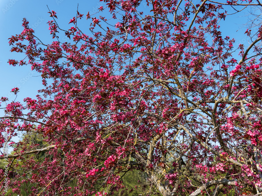 (Malus Coccinella) Pommier d'ornement à fruits décoratifs ou pommier aux fleurs printanière rose-pourpre à feuillage vernissé, vert sombre à rouge pourpré
(Malus Coccinella) Pommier d'ornement à fruits décoratifs ou pommier aux fleurs printanière rose-pourpre à feuillage vernissé, vert sombre à rouge pourpré