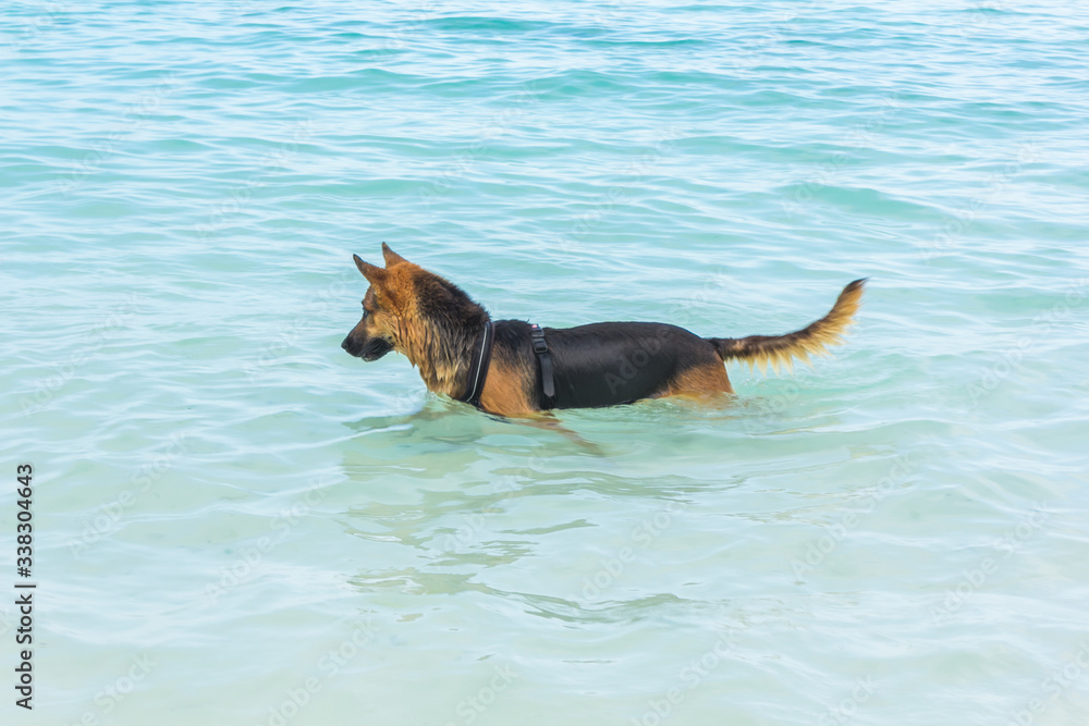 The Dog on the Sea in Tanzania The Dog on the Sea in Tanzania