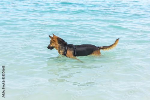 The Dog on the Sea in Tanzania