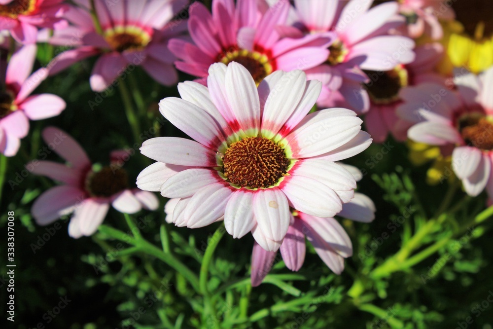 Obraz premium Pink and white flower in the garden in Athens, Greece.