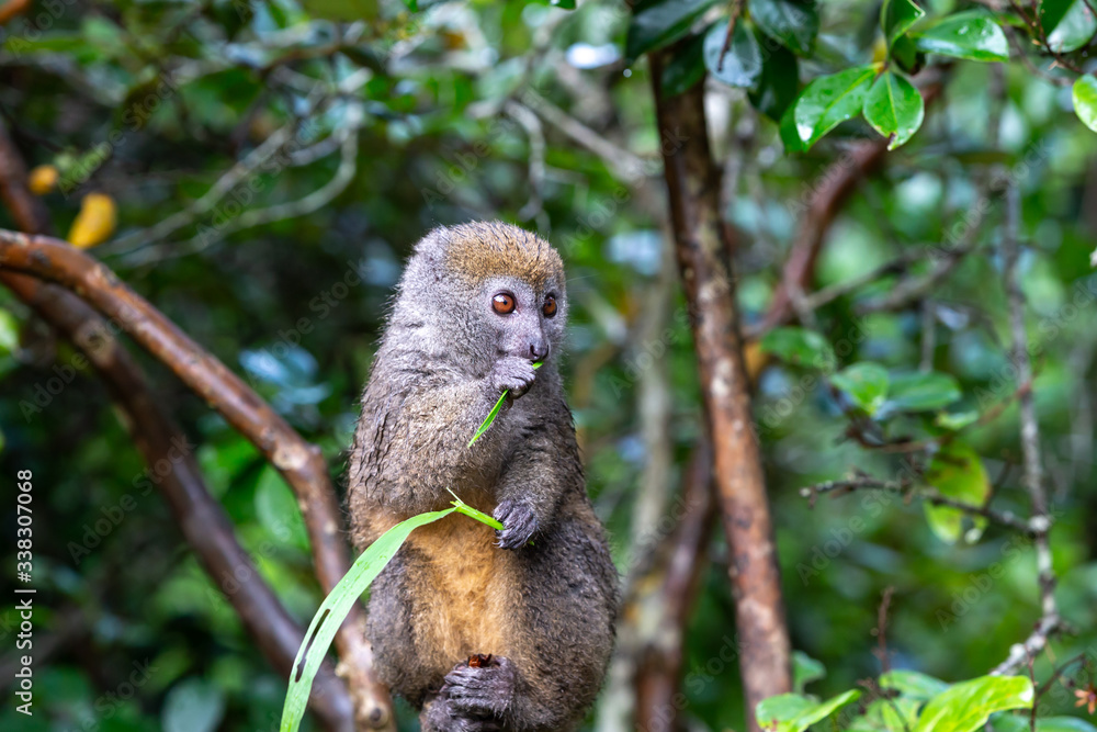 A small lemur on a branch eats on a blade of grass A small lemur on a branch eats on a blade of grass