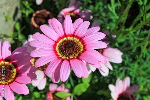 Pink flower in the garden in Athens  Greece.