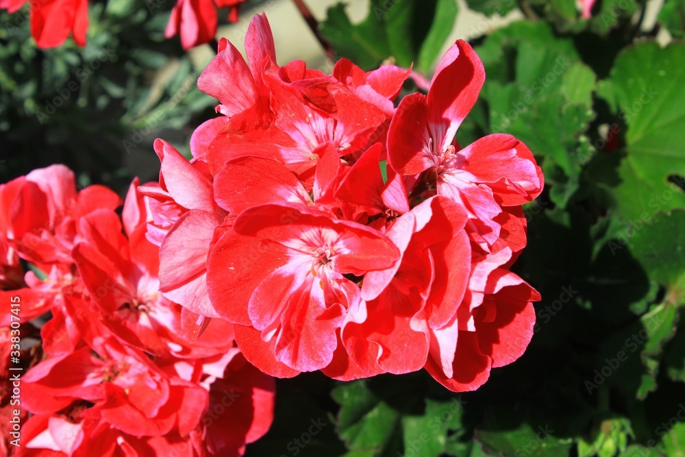 Flowers close up in flower garden