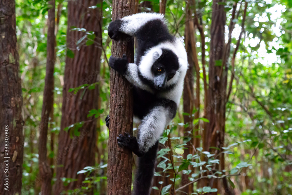 Obraz premium A black and white lemur sits on the branch of a tree