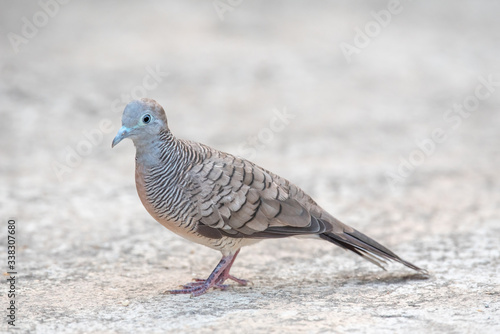 Zebra dove bird on concrete ground.