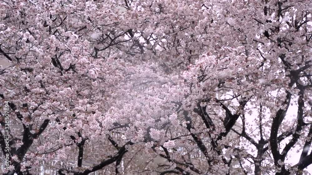 The Beautiful Scenery Of Pink Cherry Blossoms Blowing In The Wind In Tokyo, Japan - Close-up Shot The Beautiful Scenery Of Pink Cherry Blossoms Blowing In The Wind In Tokyo, Japan - Close-up Shot