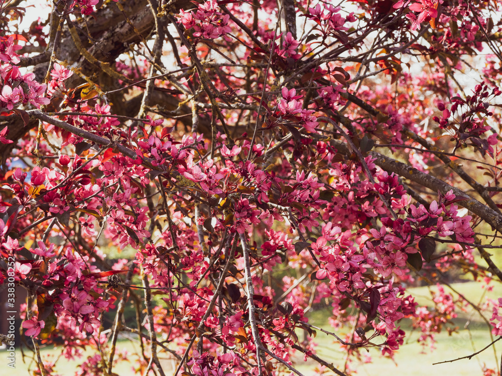 (Malus Coccinella) Pommier d'ornement ou pommier japonais à fruits décoratifs ou pommier aux fleurs printanière rose-pourpre à feuillage vernissé, vert sombre à rouge pourpré