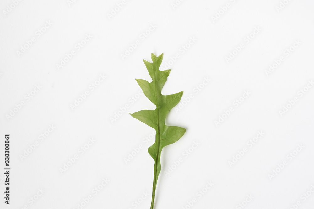 Young wild fern plant isolated white background Young wild fern plant isolated white background