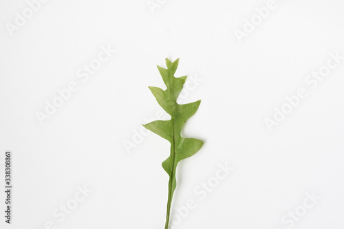 Fototapeta Naklejka Na Ścianę i Meble -  Young wild fern plant isolated white background