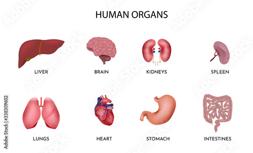 Set of cartoon human organs. Set contains liver, brain, kidneys, spleen, lungs, heart, stomach, intestines.  Medicine, internal organs. 3d vector icon collectiion photo