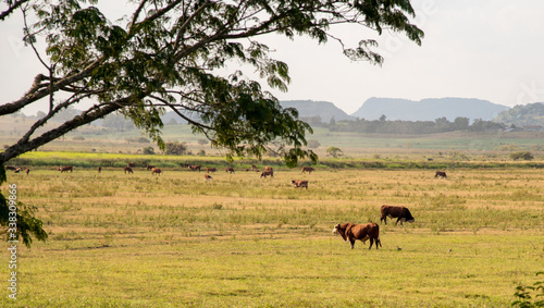 Fields of beef cattle in the State of Rio Grande do Sul in southern Brazil