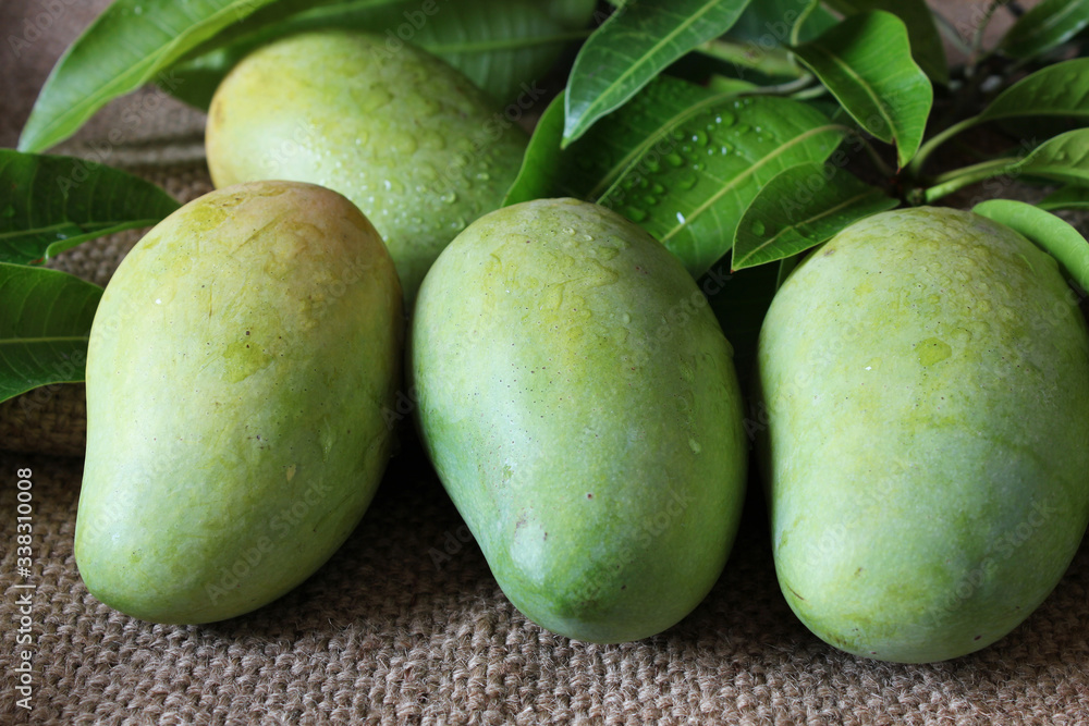Tropical fresh green mangoes and green leaves with drop of water on burlap sack background,close-up view Tropical fresh green mangoes and green leaves with drop of water on burlap sack background,close-up view