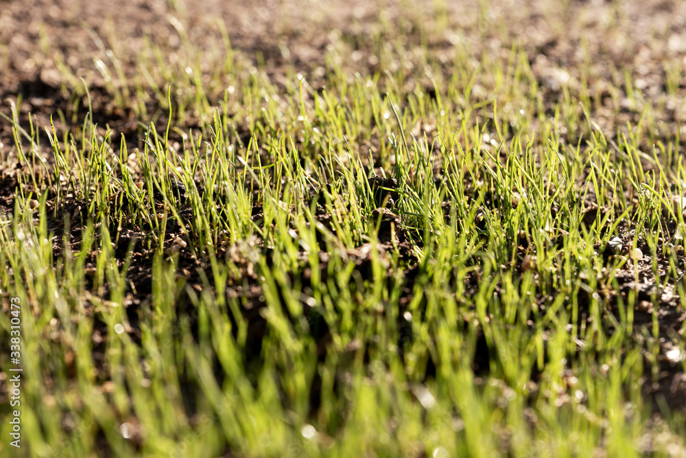 New fresh green spring grass. Lawn sprouting in the garden New fresh green spring grass. Lawn sprouting in the garden