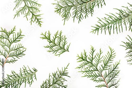 Branches of cypress isolated on a white background.