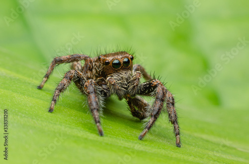 jumping spider on a green leaf