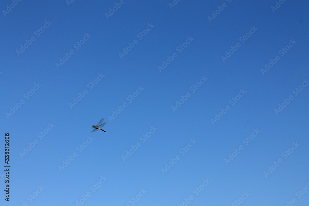 airplane in the sky airplane in the sky