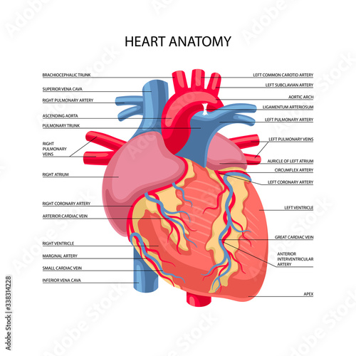 Human heart anatomy