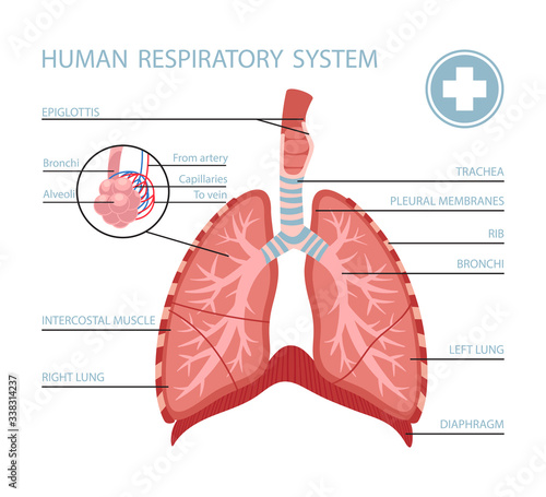 Human respiratory system