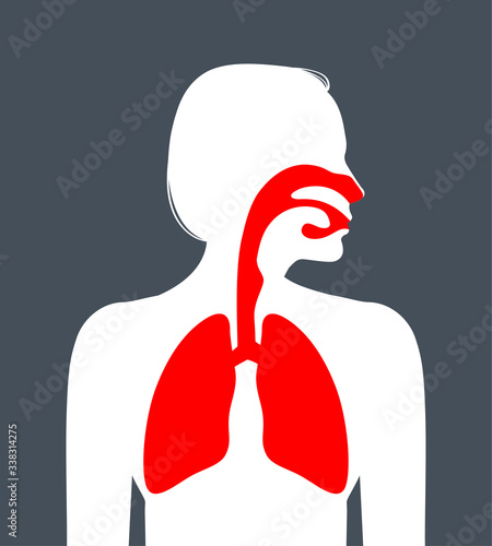 Human respiratory system