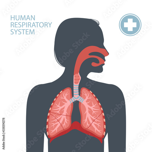 Human respiratory system