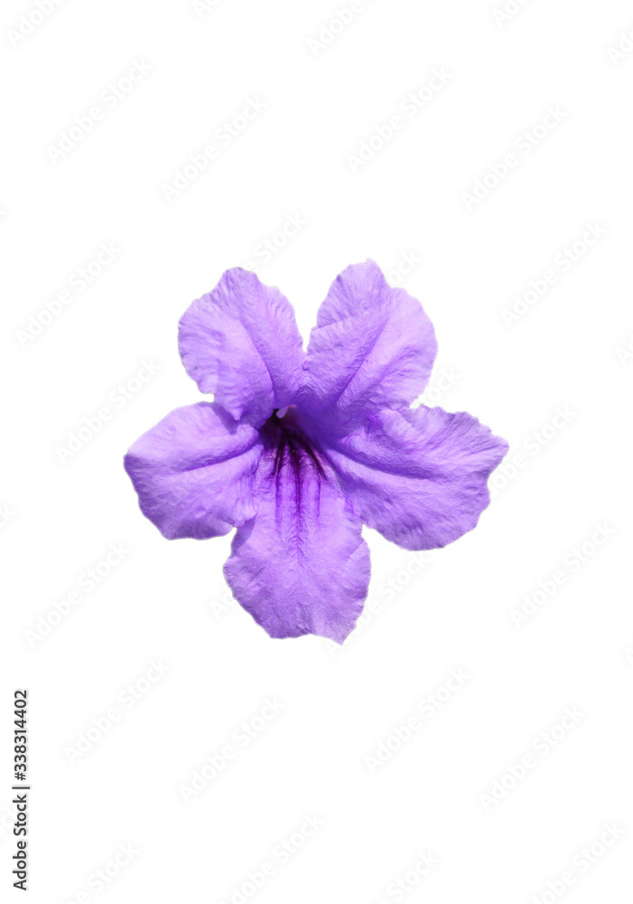Isolated violet flower, cut outline on white background, Britton’s Wild Petunia, Mexican Bluebell, Mexican Petunia
