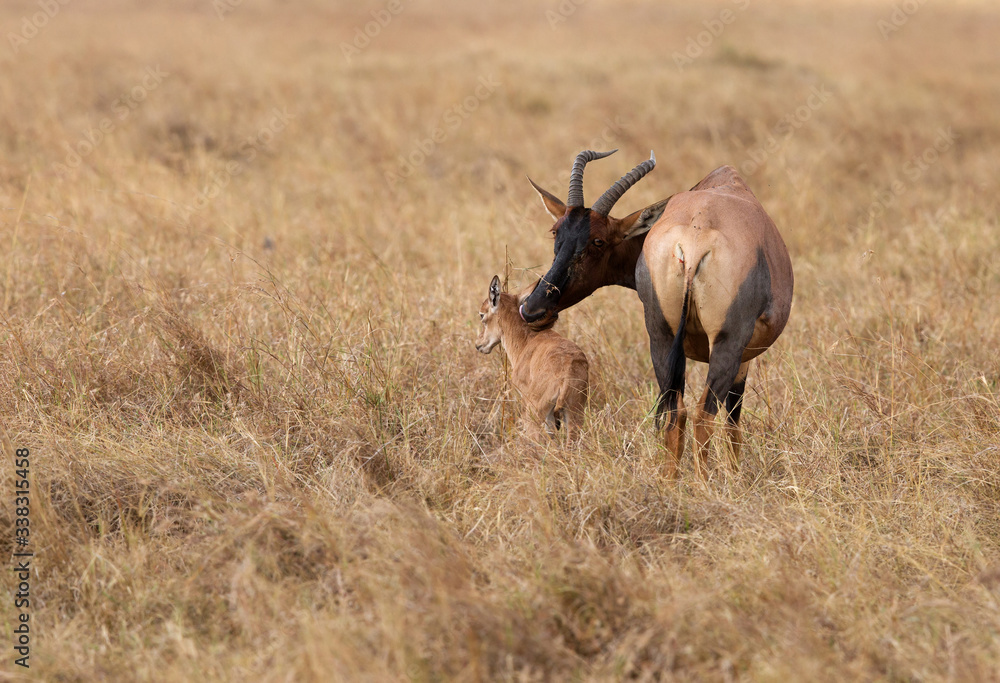 Obraz premium Topi antelope licking her newly bornlicking baby